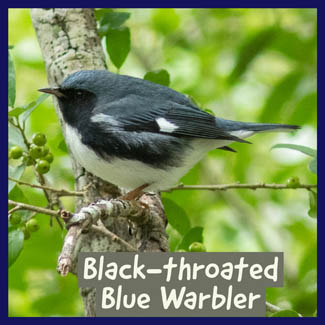 Black-throated Blue Warbler